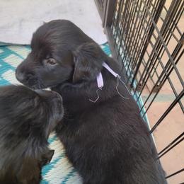 Flat-Coated Retriever Puppies from Chantal Kennel FCR's raised by Josie LeBalch
