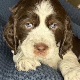 CINNAMON - Liver white and tan male English Springer Spaniel puppy in Billings, Montana from M&M Fuzzy Bottom Friends
