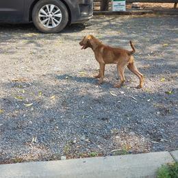 Lilliana - Dark deadgrass female Chesapeake Bay Retriever puppy in Soap Lake, Washington from Desert Oasis Kennels