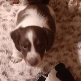 Smiley - Piebald male Dachshund puppy in Wichita, Kansas from Lauren's Dachshunds