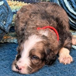 Kelis - Blue merle and white female Sheepadoodle puppy in Chesapeake, Virginia from Doodle-Cove