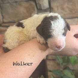Walker - Chocolate male Goldendoodle puppy in Sanderson, Florida from Serenity Goldendoodles