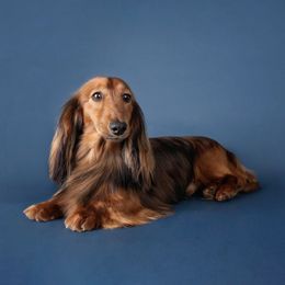 Lucio - Dachshund