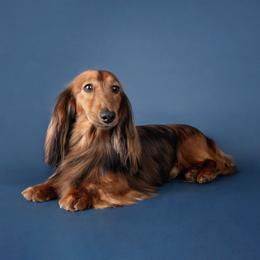 Lucio - Dachshund