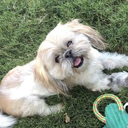 Sophie - Lhasa Apso