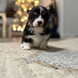 Full Fluffy-Venus - Black and tan female Pembroke Welsh Corgi puppy in Paradise, Texas from Bar S Corgis