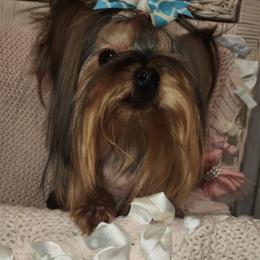 Yorkshire Terrier All Grown Up from Reese's Angelface Yorkies