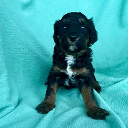 Pebble - Phantom female Goldendoodle puppy in Crawford, Mississippi from Magnolia State Poodles and Doodles