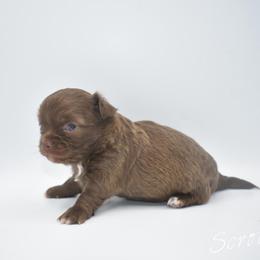 Scrooge - Chocolate male Chihuahua puppy in Bulls Gap, Tennessee from Smokey Mountain Chihuahuas