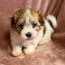 Clover - Red female Havanese puppy in Maryville, Missouri from Dreamworks Havanese