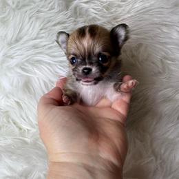 Sable boy - Black sabled fawn male Chihuahua puppy in Fargo, North Dakota from Wild Prairie Chihuahuas