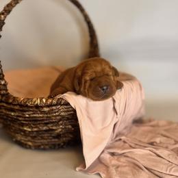 Jester - Yellow male Labrador Retriever puppy in Rocky Top, Tennessee from Rocky Top Retrievers