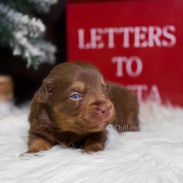 Peanut Butter - RTM - Red tri male Miniature Australian Shepherd puppy in Oklahoma City, Oklahoma from Outland Toy & Mini Aussies