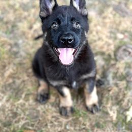 German Shepherd Puppies from LaMarca's Kennels