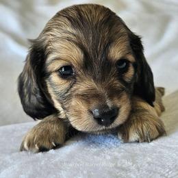 Shaded Cream Boy (Black) - Cream male Dachshund puppy in Parkersburg, West Virginia from Bourbon Barrel Ridge Doxies