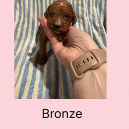 Bronze - Red male Irish Doodle puppy in Harrisburg, Arkansas from Ransone’s Ridge Runners Poodles and Doodles