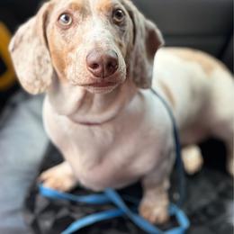 Beau - Fawn (isabella) and tan male Dachshund puppy in Sterling, Colorado from Country Chics Doxies