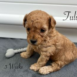 Maltipoo Puppies from Christine Plano