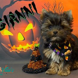Gianni (G-awnee) - Black and gold male Yorkshire Terrier puppy in Pleasant View, Tennessee from Vino’s Pawfect Yorkies