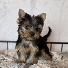 Molly - Black and gold female Yorkshire Terrier puppy in Luray, Tennessee from Little Angel Yorkies