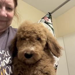 Male 5 - Red  male Poodle puppy in Canterbury, Connecticut from Diamonds in the Sky