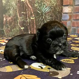 Shih Tzu Puppies from Amanda's Shih Tzu