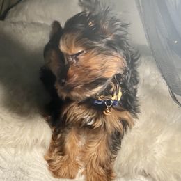 Yorkshire Terrier Puppies from Cutest AKC AZ Yorkies