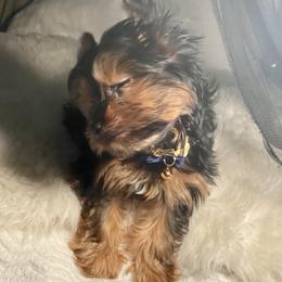 Yorkshire Terrier Puppies from Cutest AKC AZ Yorkies