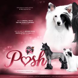 Chinese Crested puppies from Posh Poodles & Chinese Cresteds