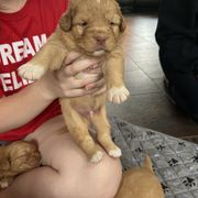 Lexi - Red Nova Scotia Duck Tolling Retriever puppy in Urbana, Ohio from Chimay Kennels