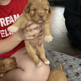 Lexi - Red Nova Scotia Duck Tolling Retriever puppy in Urbana, Ohio from Chimay Kennels