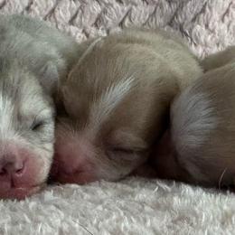 Maple - Merle female Pomsky puppy in Uintah County, Utah from Bingo's Wolfhounds, Lollipop Pomskies