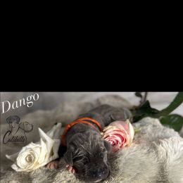 Dango - Blue male Great Dane puppy in Liberty, New York from Catskills Greatest Danes