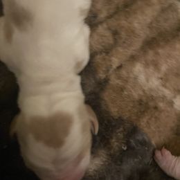 Basset Hound Puppies from Best Friends Bassets