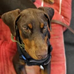Doberman Pinschers from Marvel Dobermann