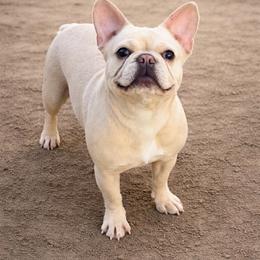 Gal - French Bulldog