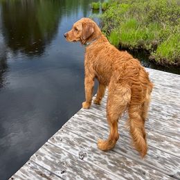 Golden Retriever Puppies from Mountain View Farms - World Class Golden Retrievers