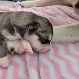 Siberian Husky Puppies from Current River Siberians