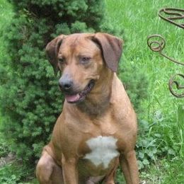 Rhodesian Ridgebacks from Oluchi Hounds