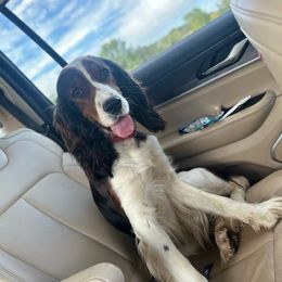 Willa Rose - English Springer Spaniel