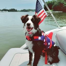 Miniature Australian Shepherd Puppies from Yarborough Kennels