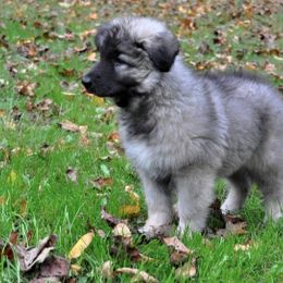Berger Blanc Suisse and Shiloh Shepherd Puppies from MountainTop Shepherds