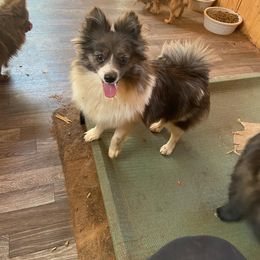 Kai roo - Pomeranian