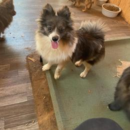Kai roo - Pomeranian