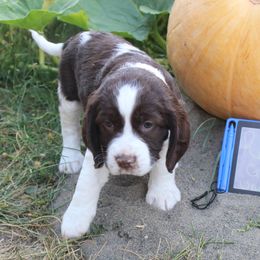Girl 3 - Liver and white female English Springer Spaniel puppy in Bremerton, Washington from Huntin' Buddies