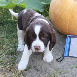 Girl 3 - Liver and white female English Springer Spaniel puppy in Bremerton, Washington from Huntin' Buddies