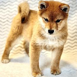 Trixie - Red female Shiba Inu puppy in Trenton, Nebraska from Prairie Shibas
