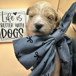 Coco - Apricot female Maltipoo puppy in Apple Valley, California from Boujeepups