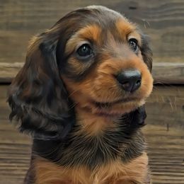Pesto - Red female Dachshund puppy in Zebulon, North Carolina from Salt of the Earth Dachshunds