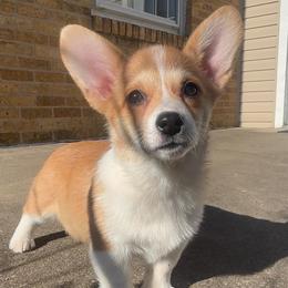 Yellow female - Red female Pembroke Welsh Corgi puppy in Mcarthur, Ohio from Bentley Corgis LLC